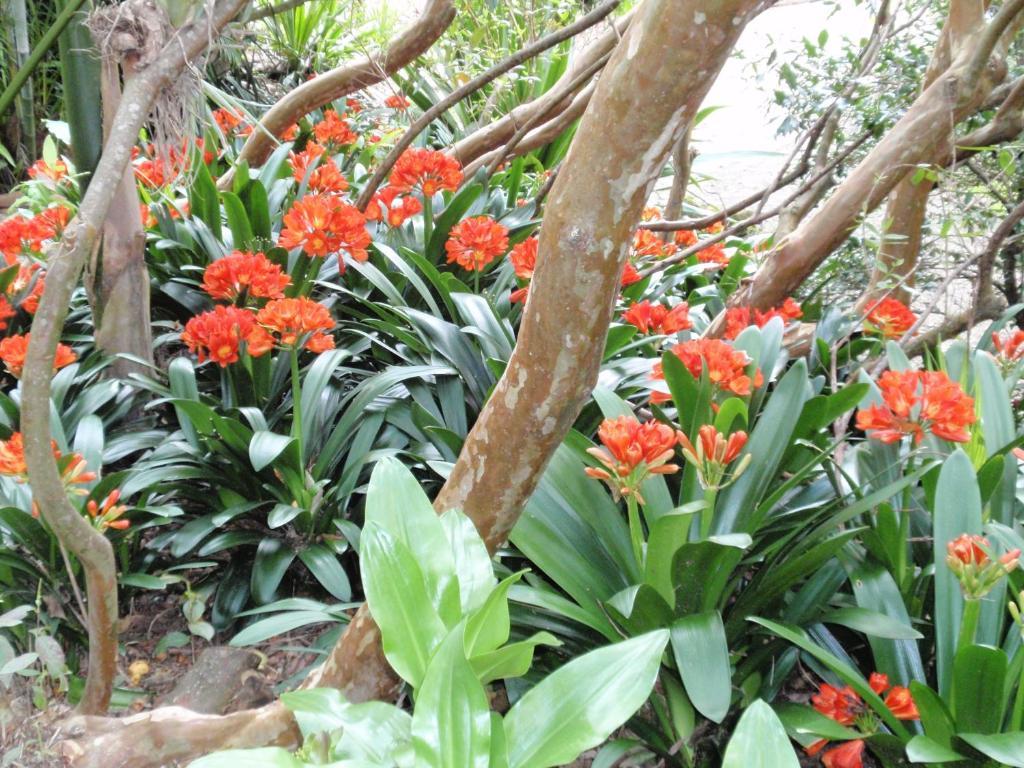 Wharepuke Subtropical Accommodation Керікері Екстер'єр фото