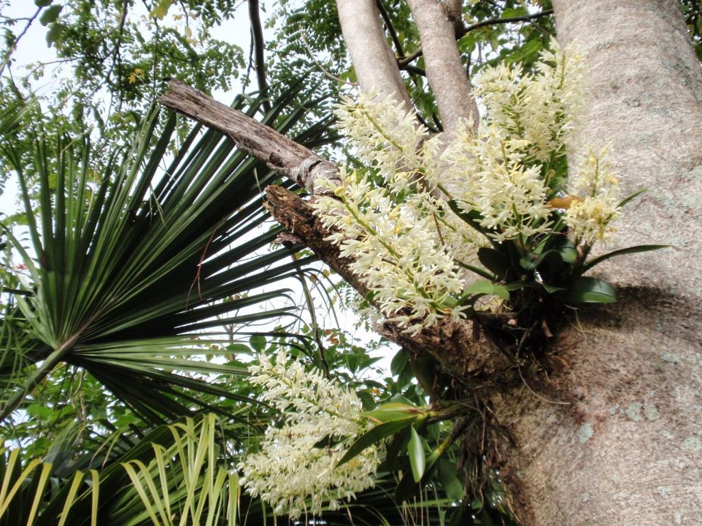 Wharepuke Subtropical Accommodation Керікері Екстер'єр фото