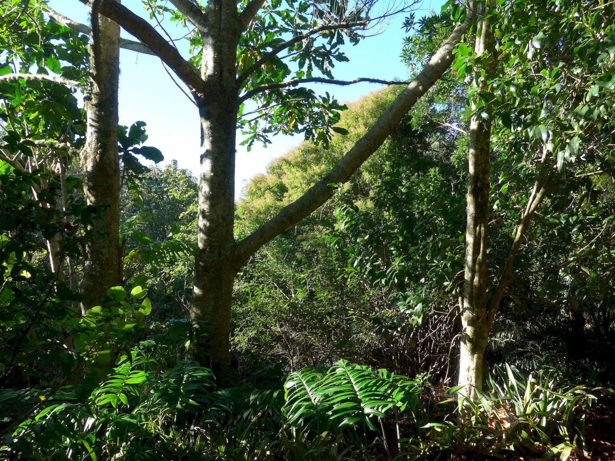Wharepuke Subtropical Accommodation Керікері Екстер'єр фото